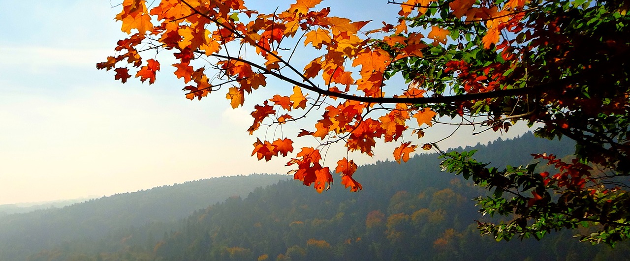 foliage autumn landscape free photo