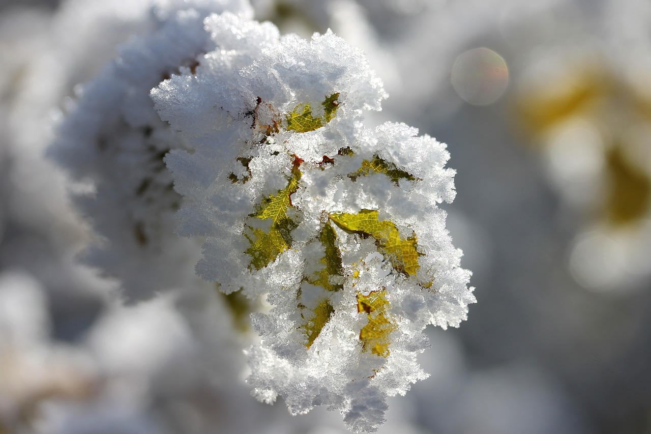 foliage rime winter free photo