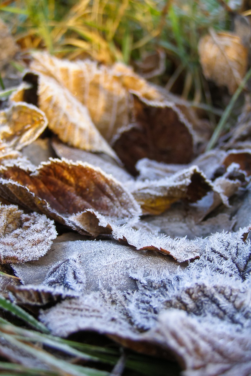 foliage ground frost frost free photo