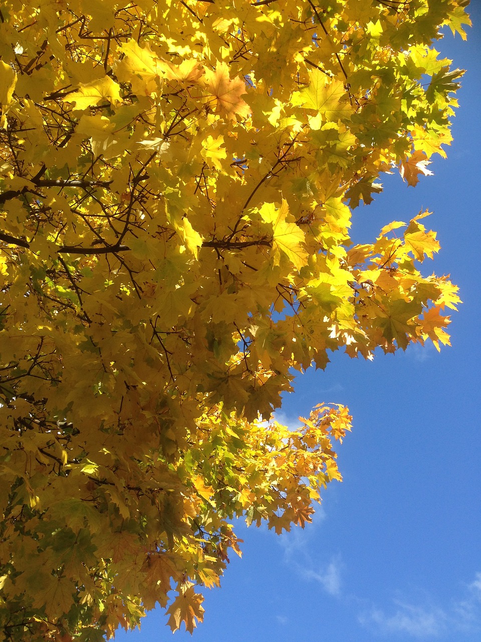 foliage autumn autumn gold free photo