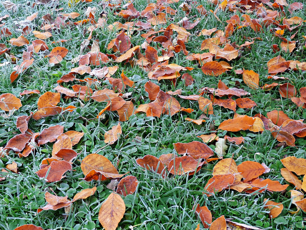 foliage autumn yellow leaves free photo