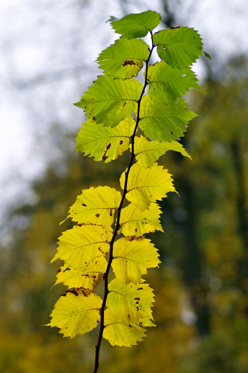 foliage yellow branch free photo