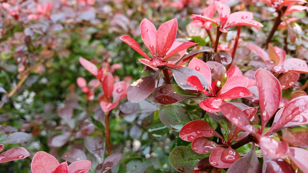 foliage red background free photo