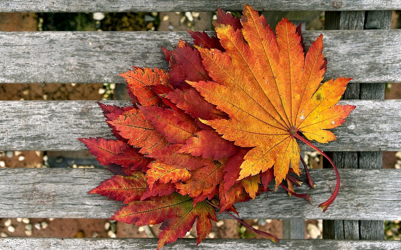 foliage autumn dry leaves free photo