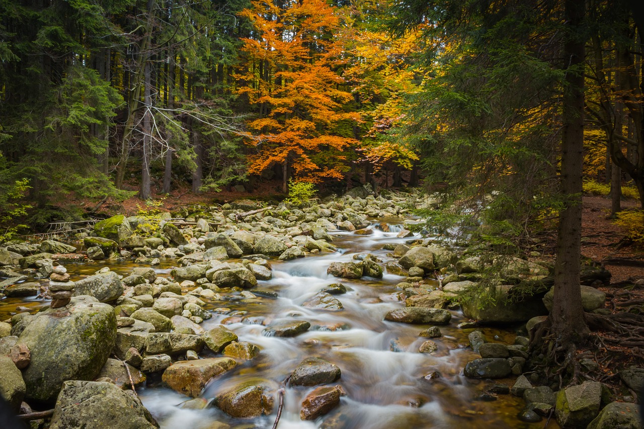 foliage autumn nature free photo