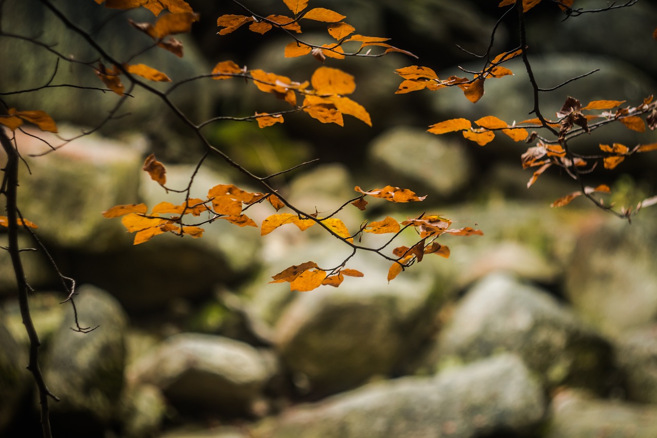 foliage autumn nature free photo