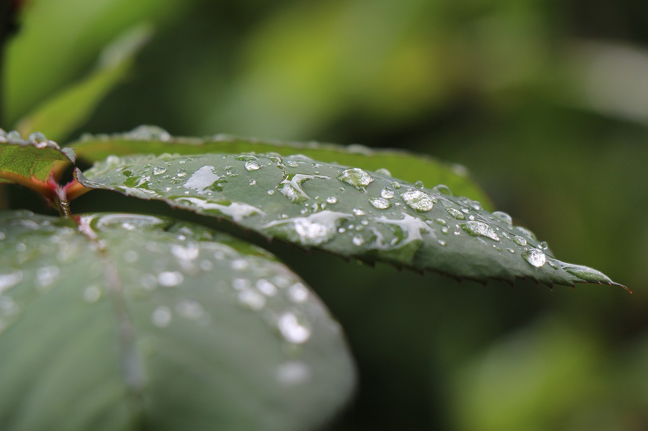foliage water droplets raindrop free photo