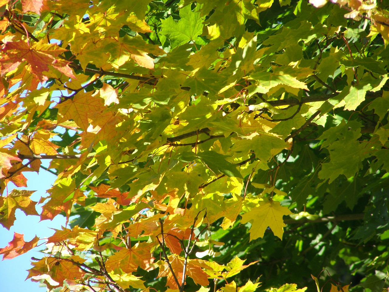 foliage autumn autumn colors free photo