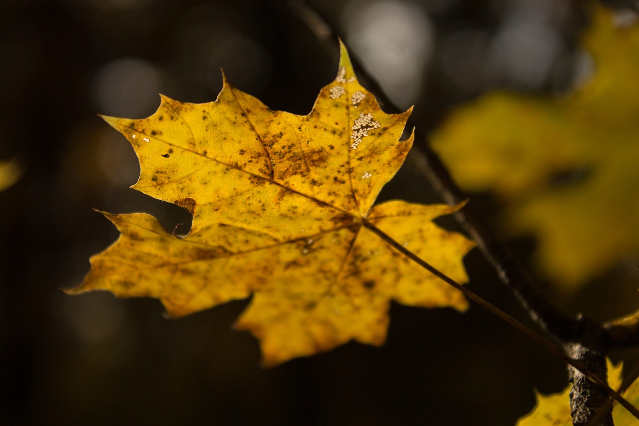 foliage nature wood free photo