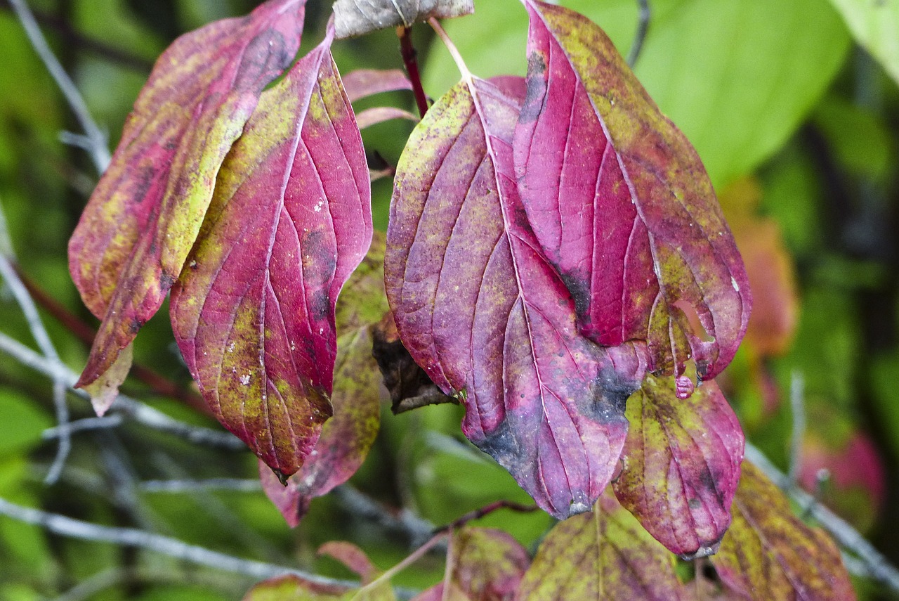 foliage red leaves free photo