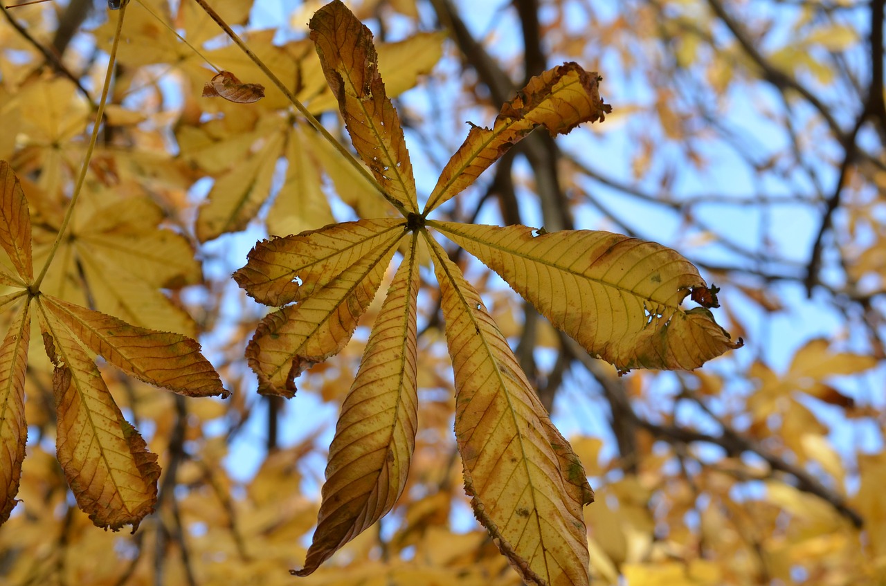 foliage spacer autumn gold free photo