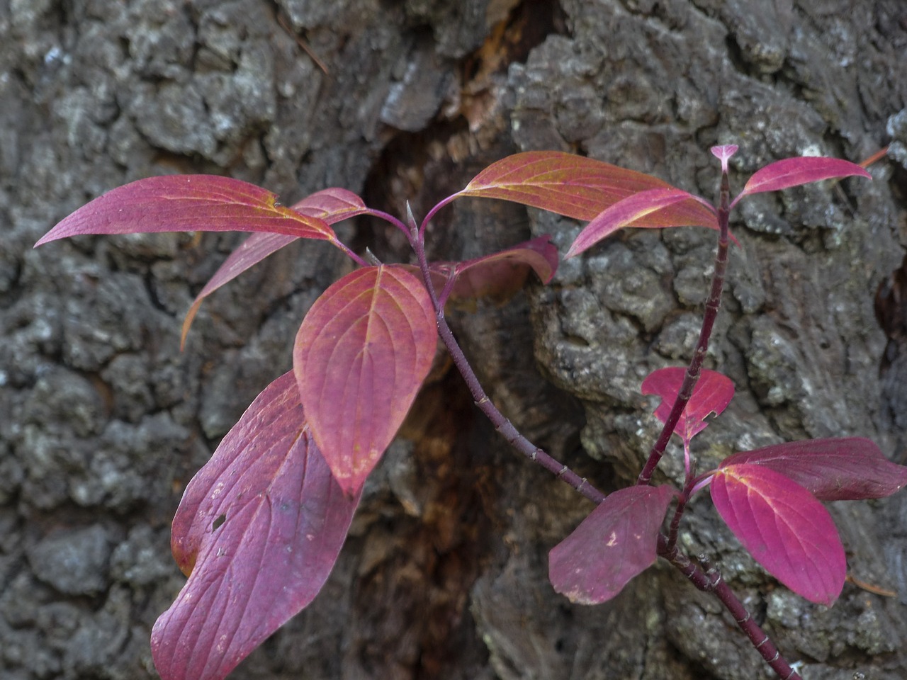 foliage red leaves free photo