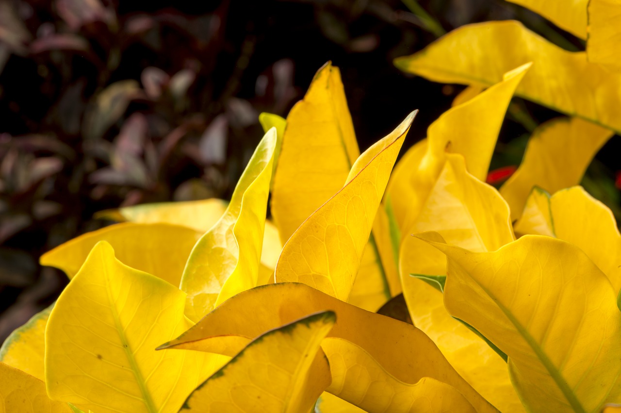 foliage yellow leaves free photo