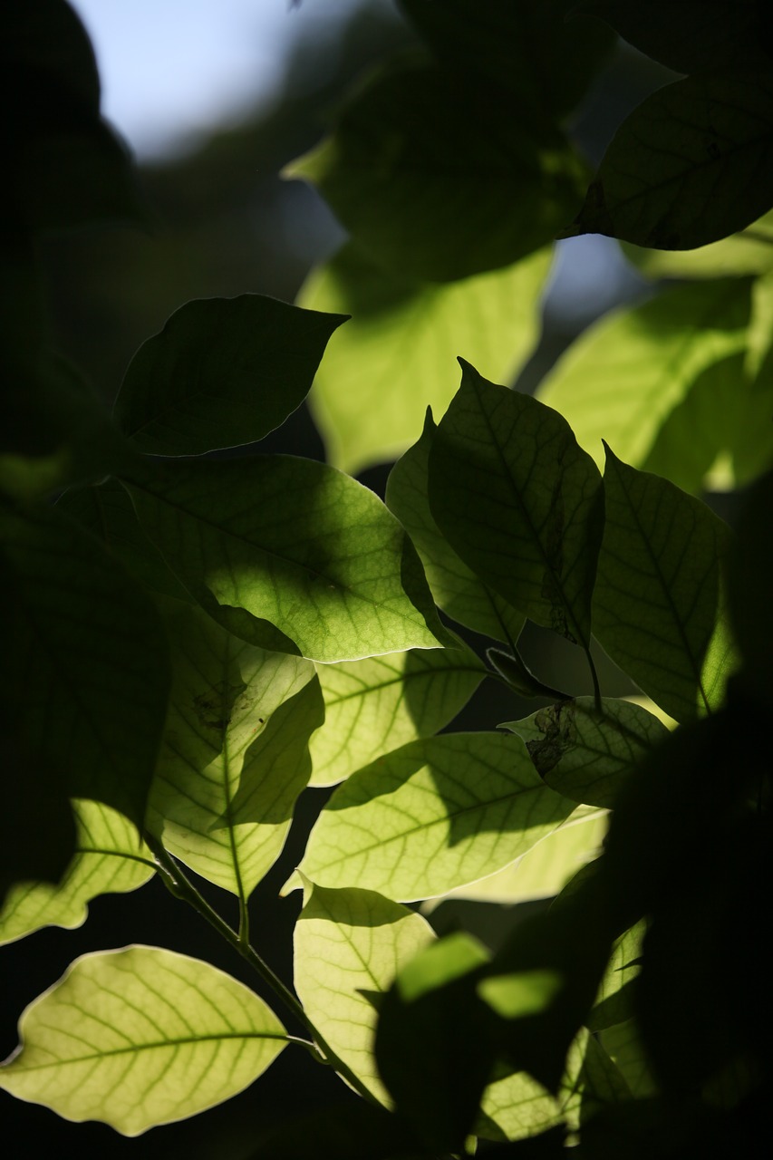 foliage transparency against the light free photo