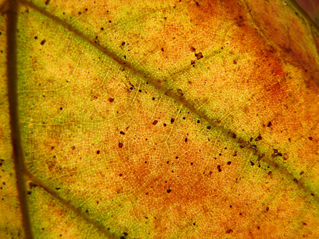 foliage autumn yellow free photo