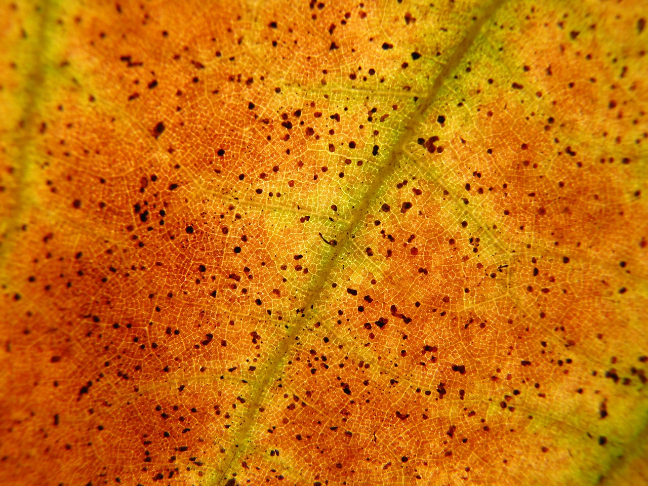 foliage autumn yellow free photo