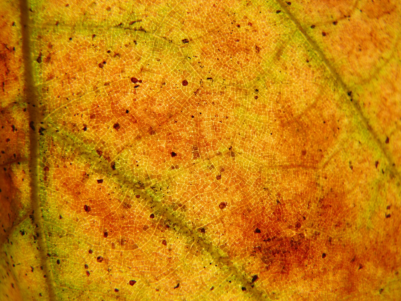 foliage autumn yellow free photo