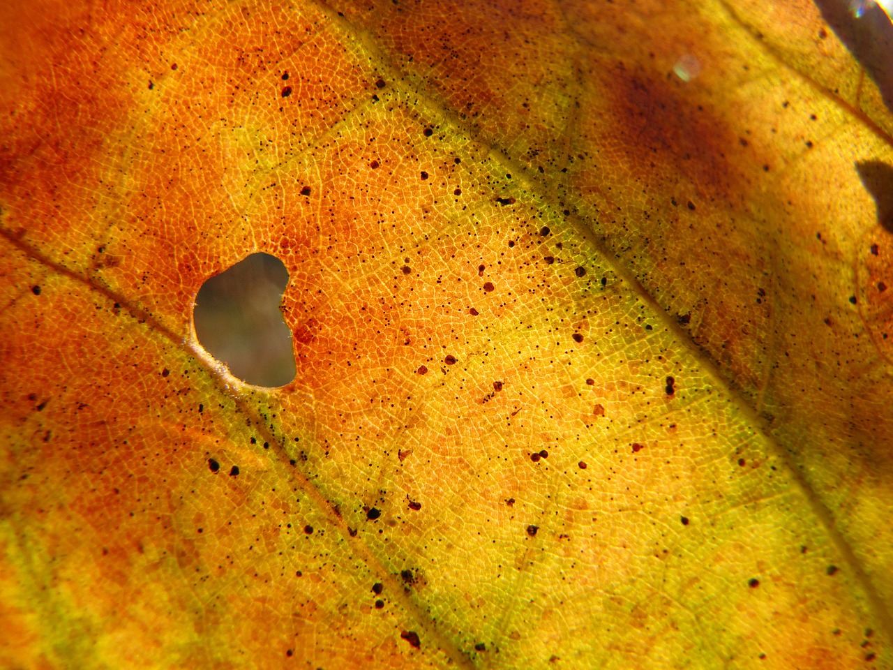 foliage autumn yellow free photo