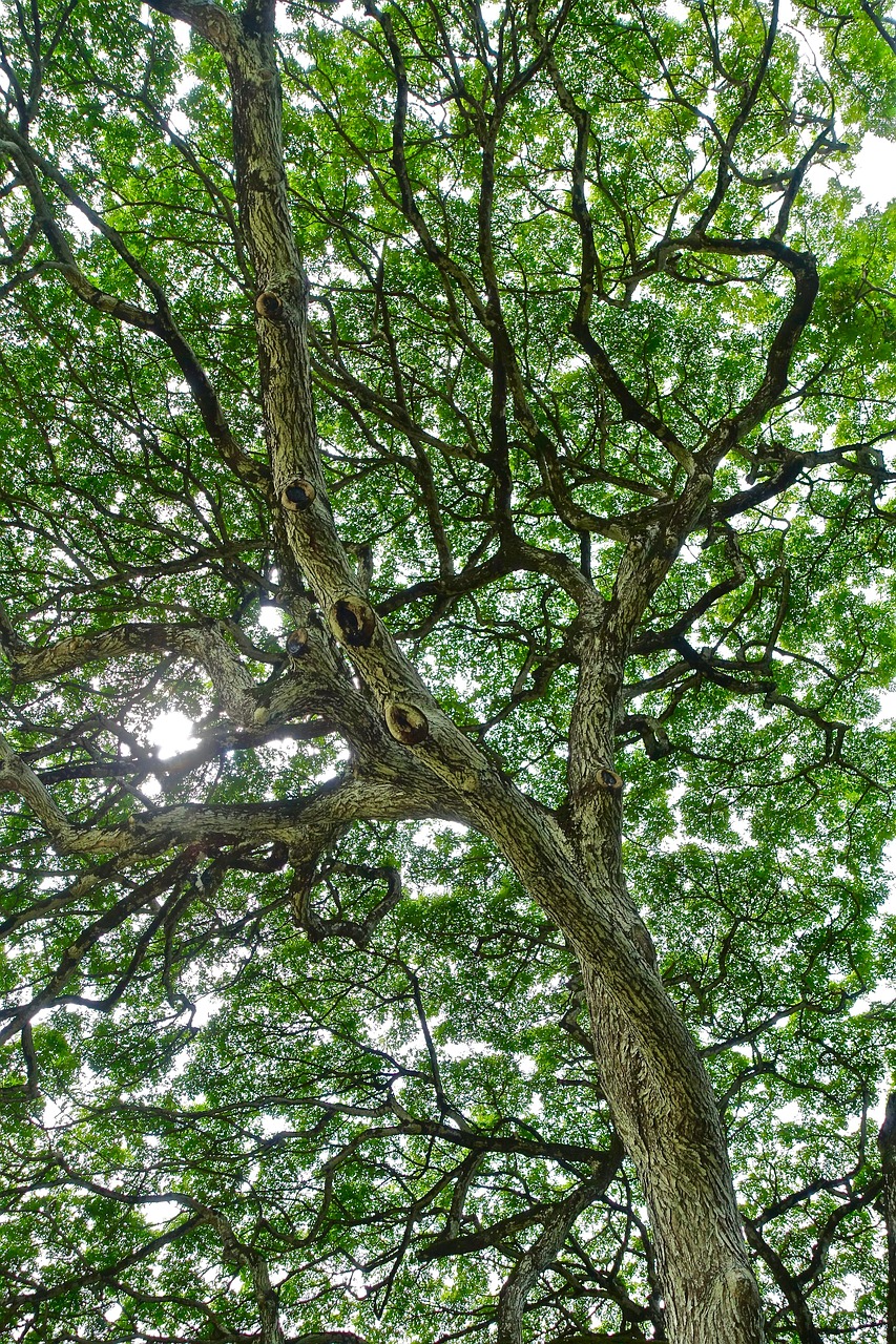 foliage tree monkeypod free photo