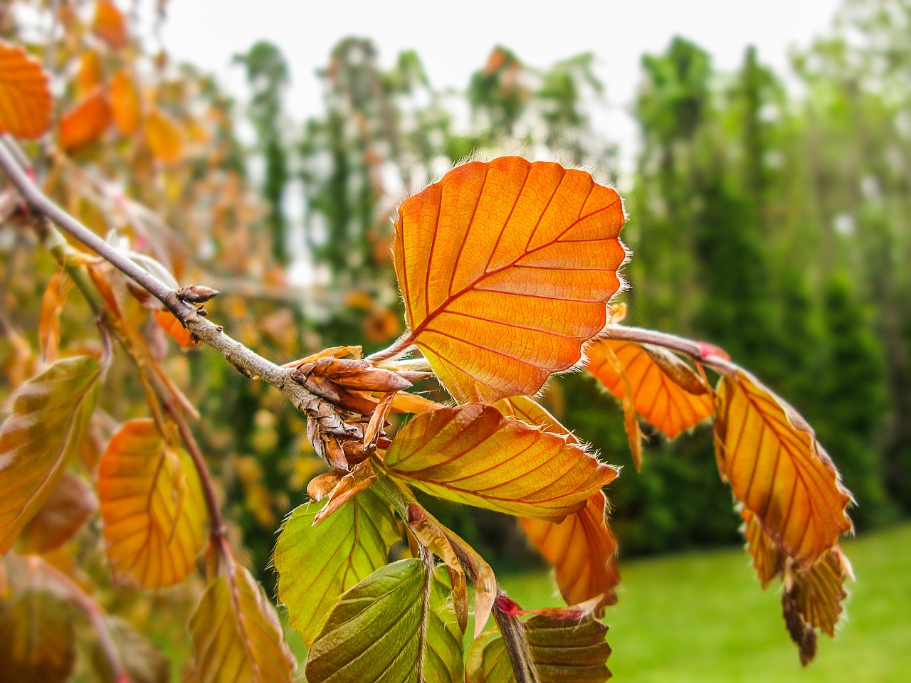 foliage orange garden free photo