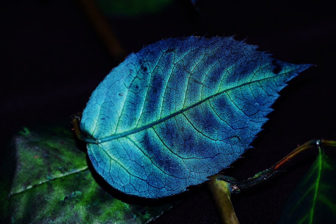 foliage color blue free photo