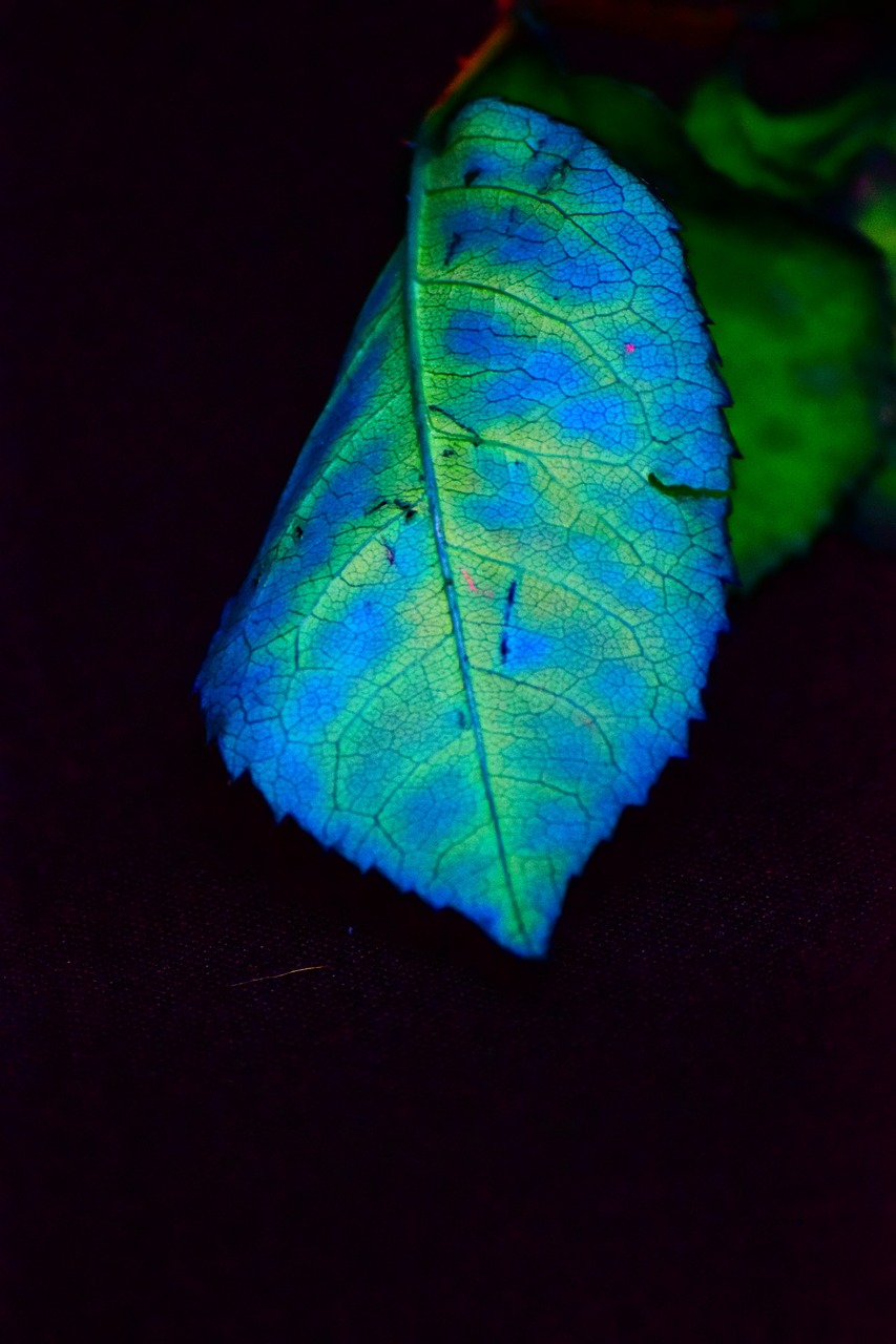 foliage color blue free photo