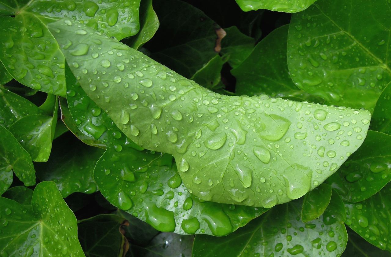 foliage green leaf raindrop free photo