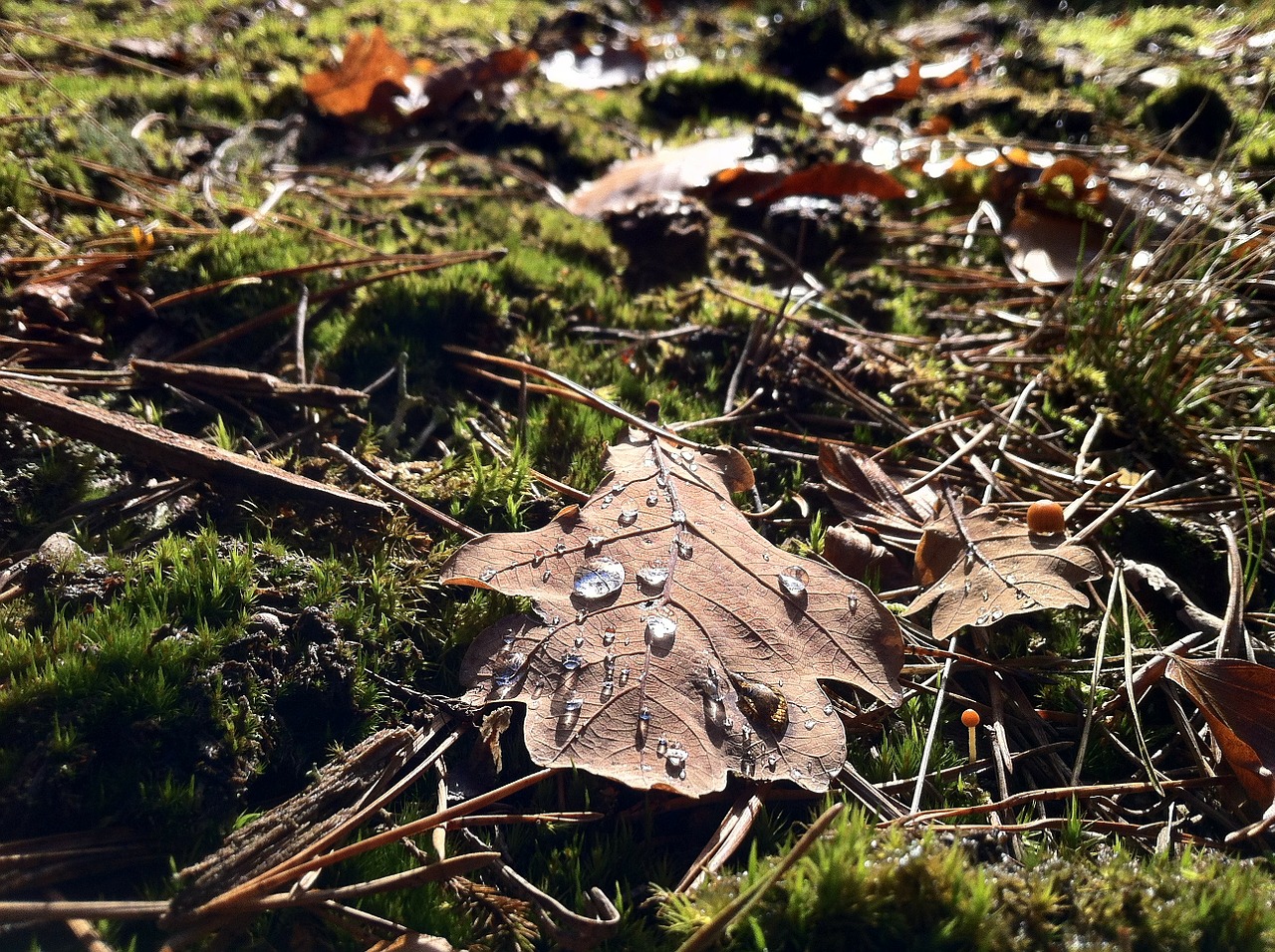 foliage leaf green free photo