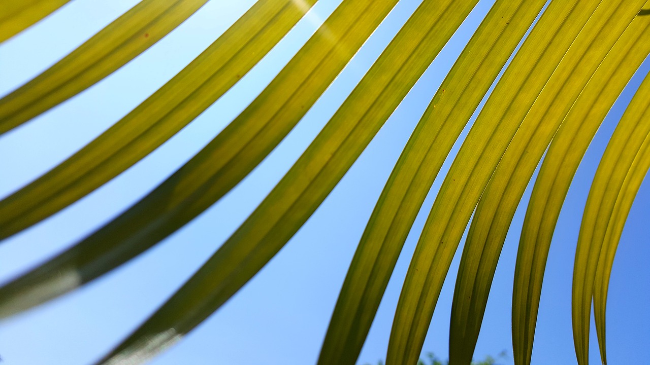 foliage sky leaf free photo