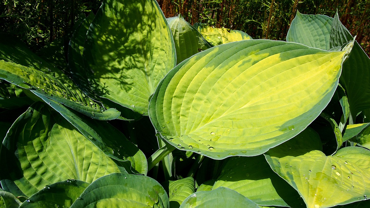 foliage host nature free photo