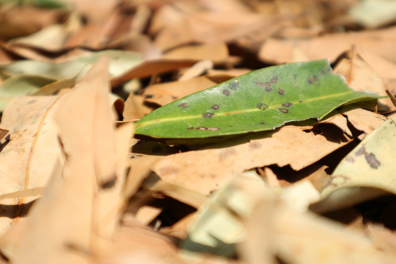 foliage leaves natural free photo