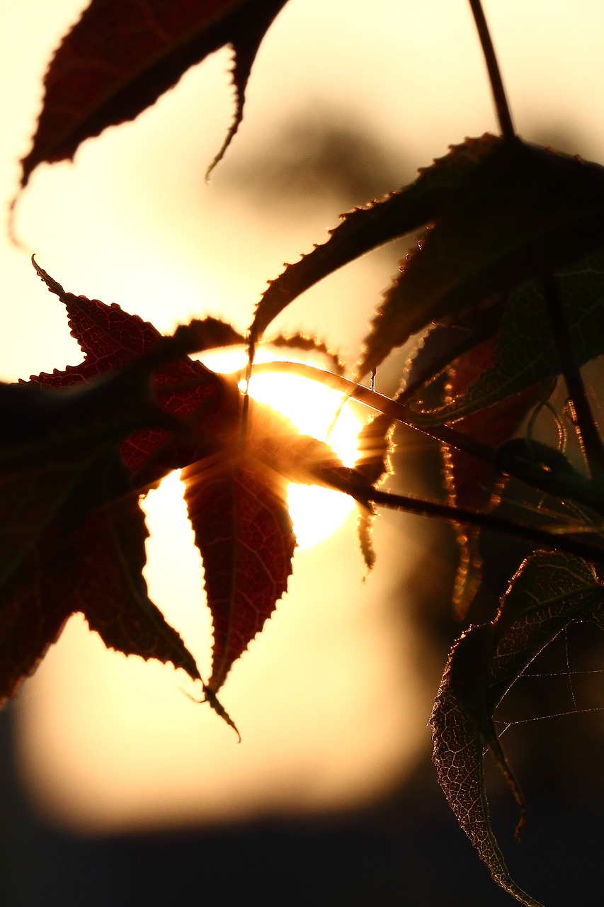 foliage sunset shadow free photo