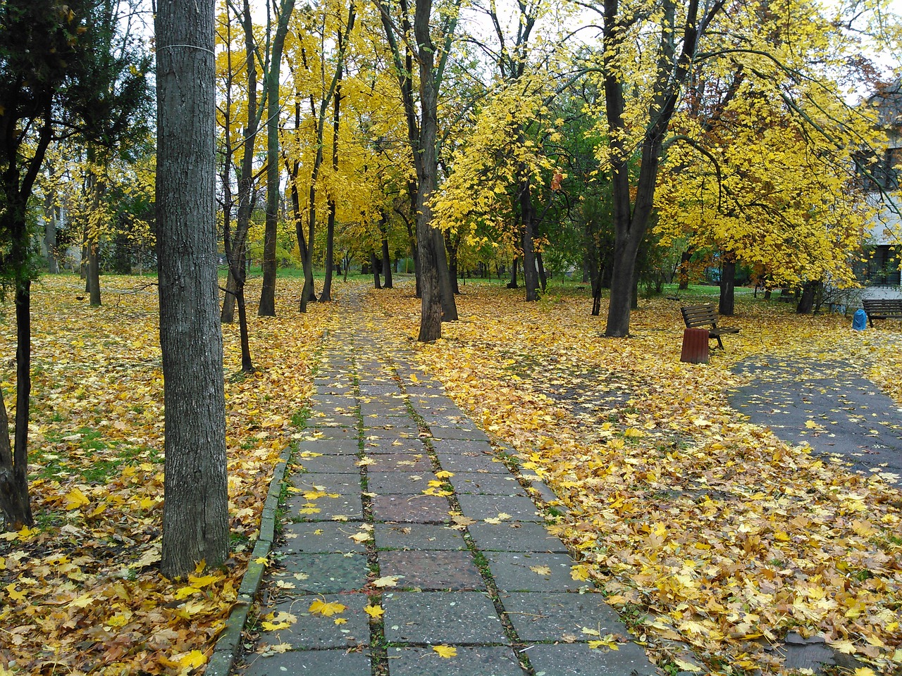 foliage autumn landscape free photo