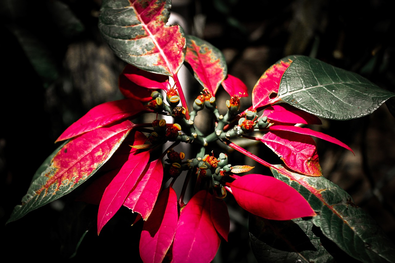 foliage in the black plant free photo