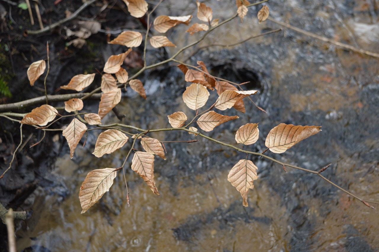 foliage water autumn free photo