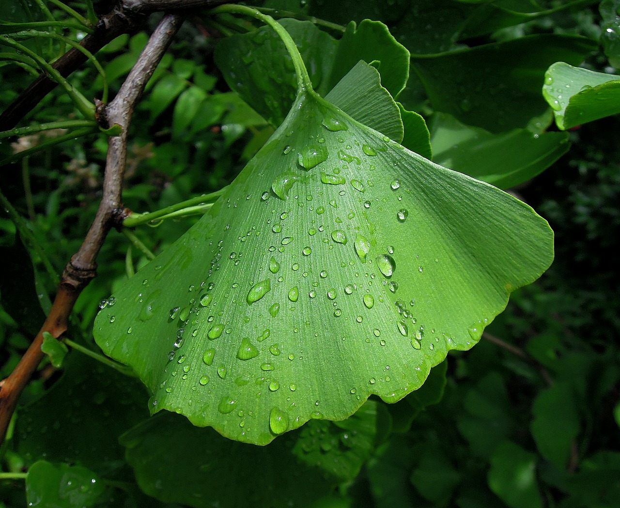 foliage ginkgo leaf ginkgo biloba free photo