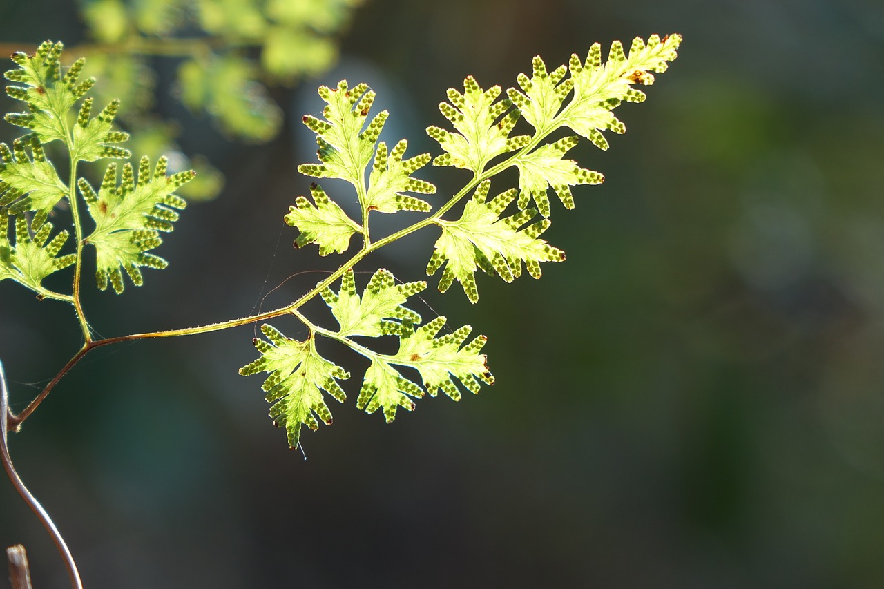 foliage airport wild free photo