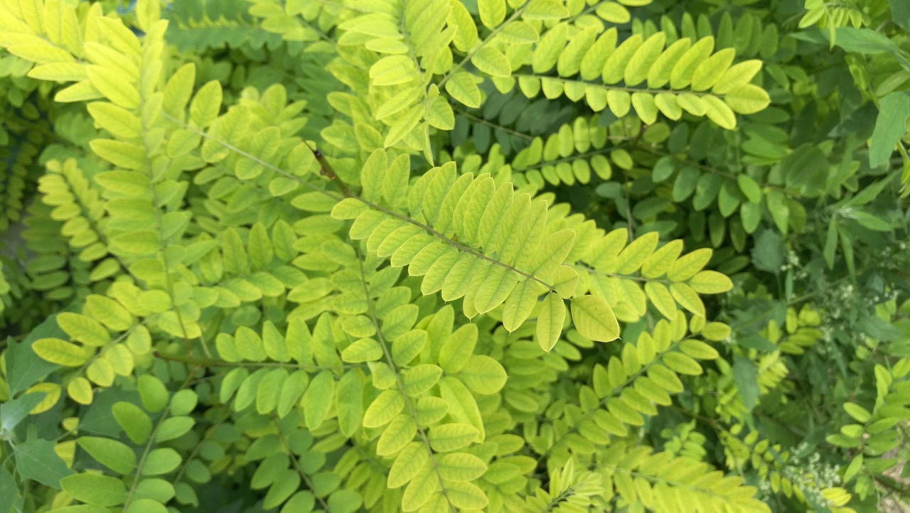 foliage bush shrubs free photo