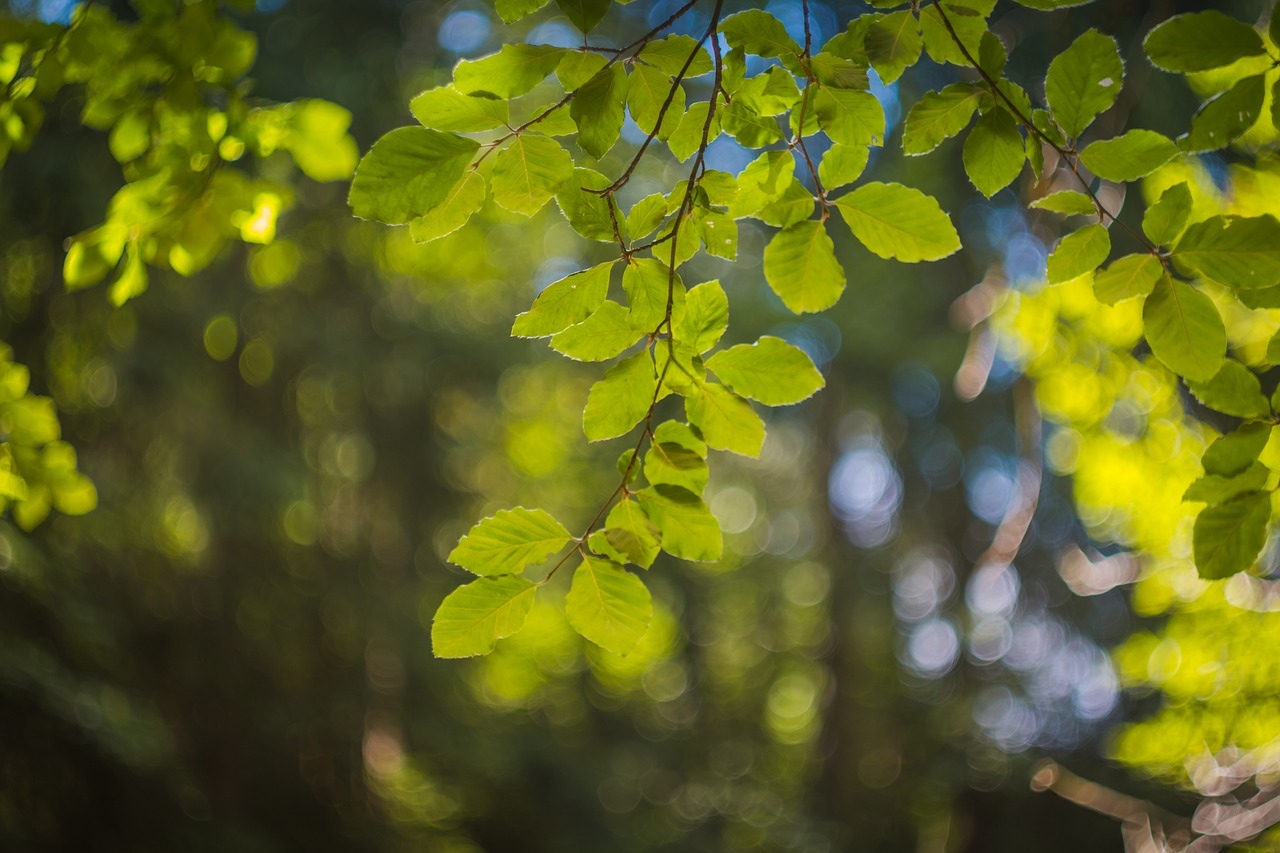 foliage light summer free photo