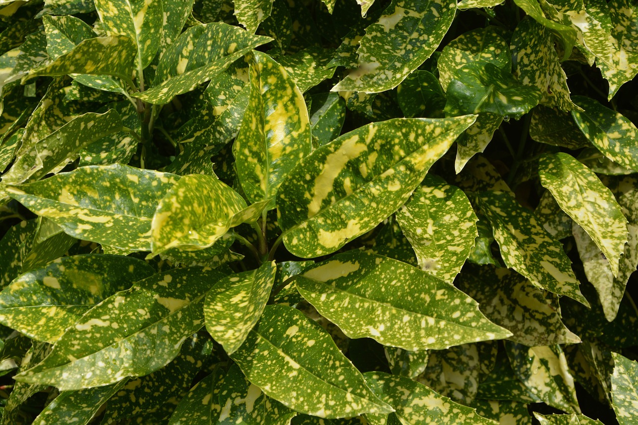 foliage succulent green free photo