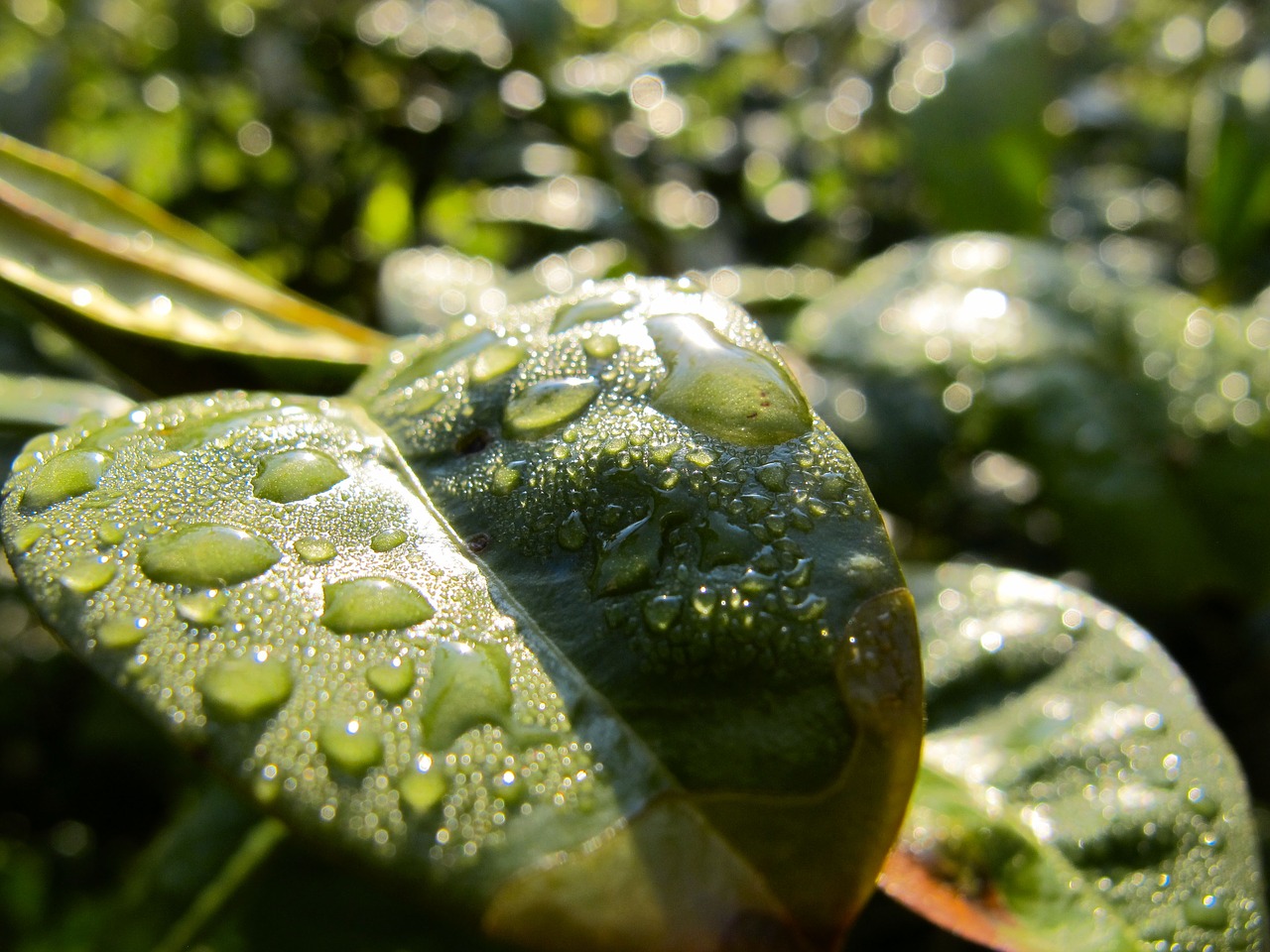 foliage just add water after the rain free photo