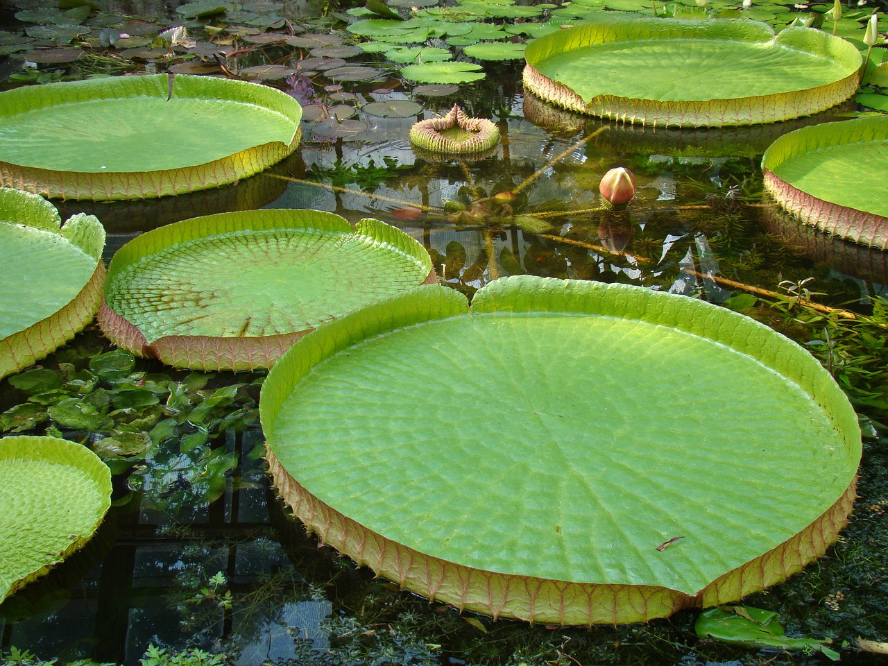 Большие листья на воде. Пистия водяная Лилия.