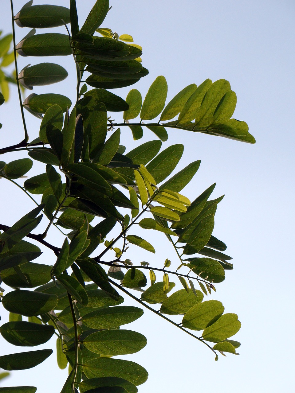 foliage twigs plant free photo