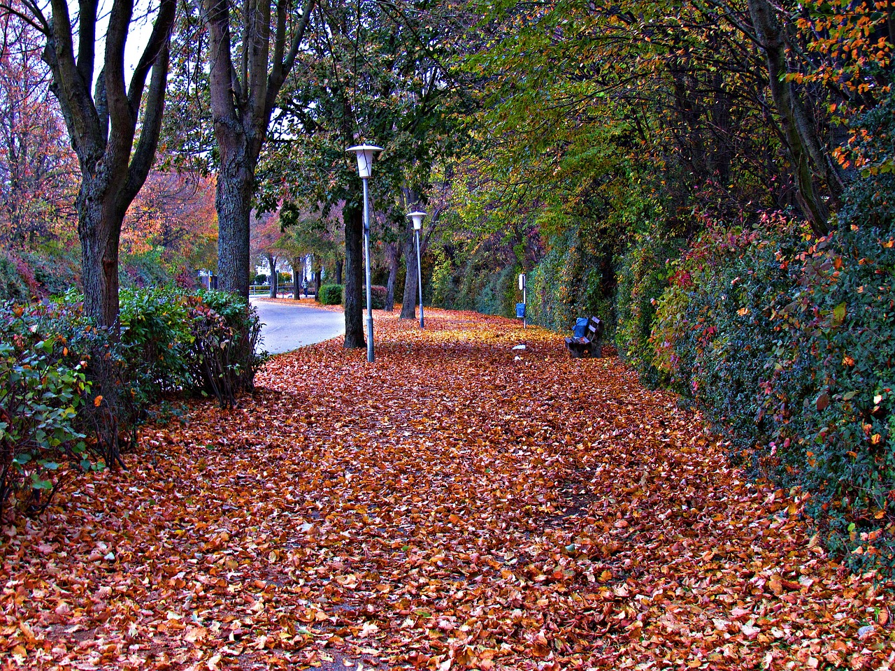 foliage autumn golden free photo