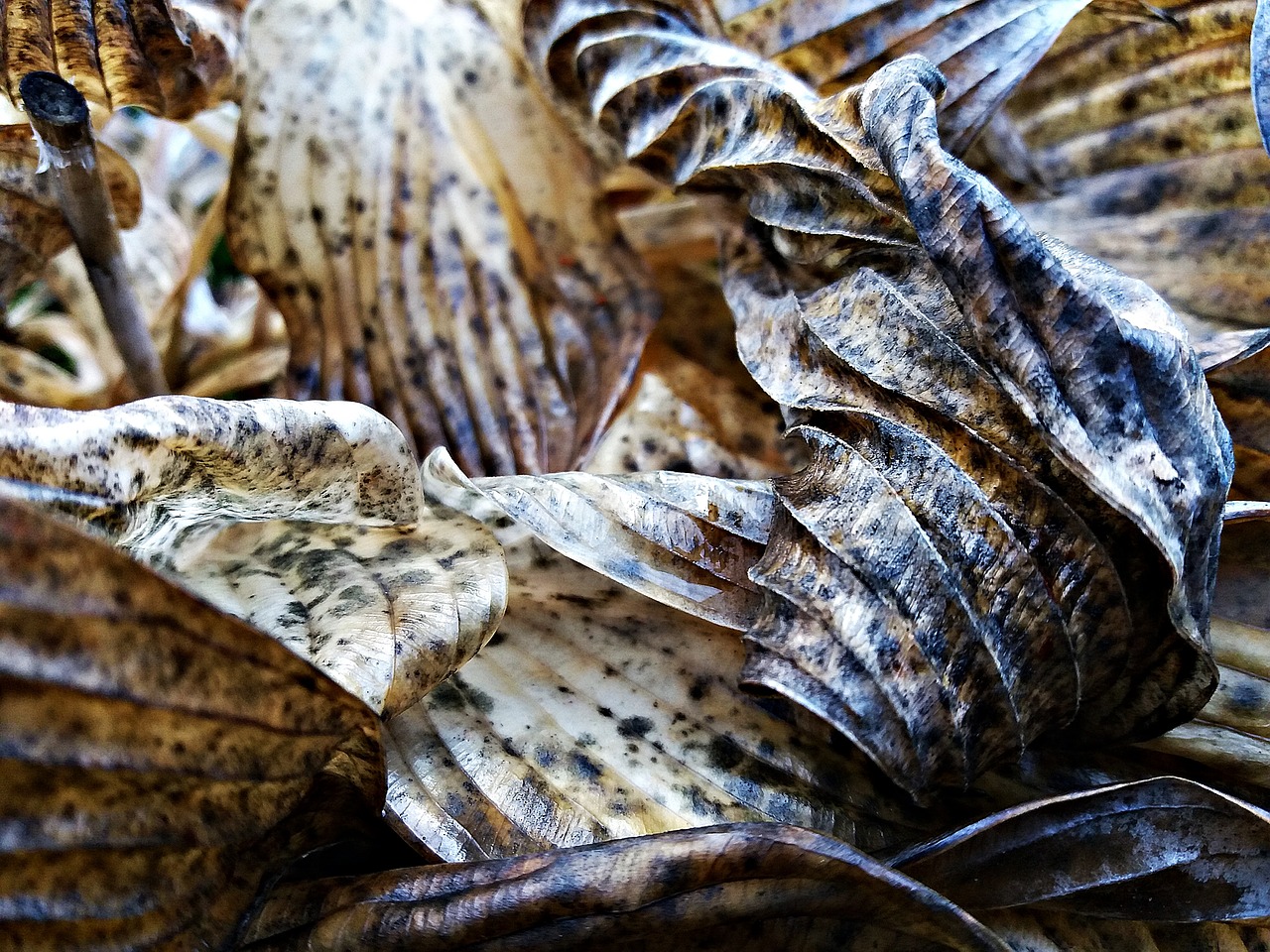 foliage dry leaves texture free photo