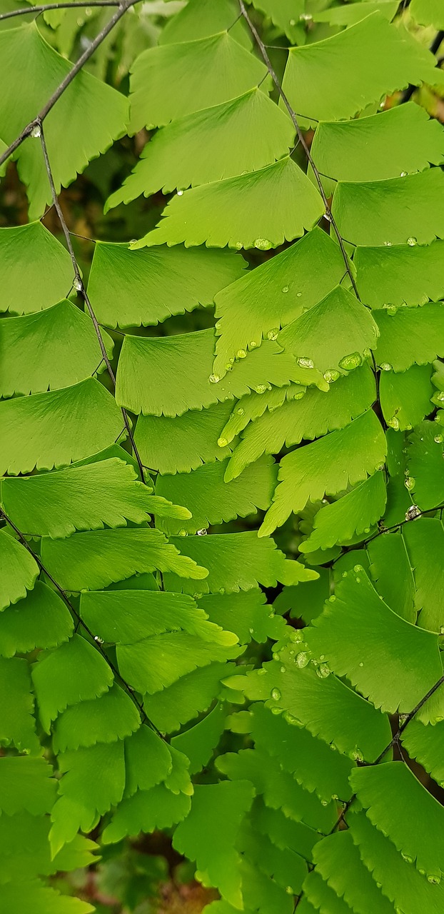 foliage lístočky green free photo