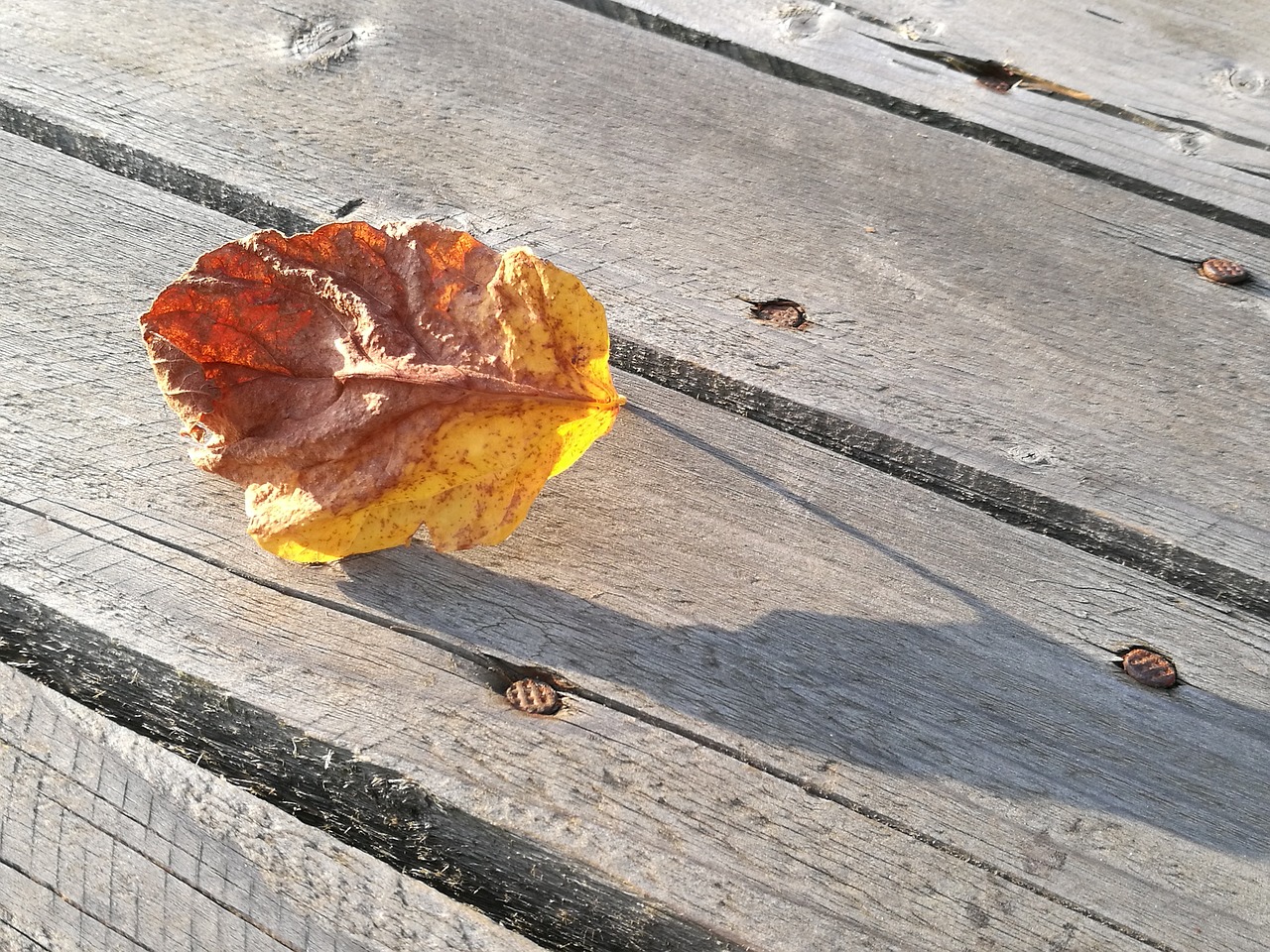 foliage dry plank free photo