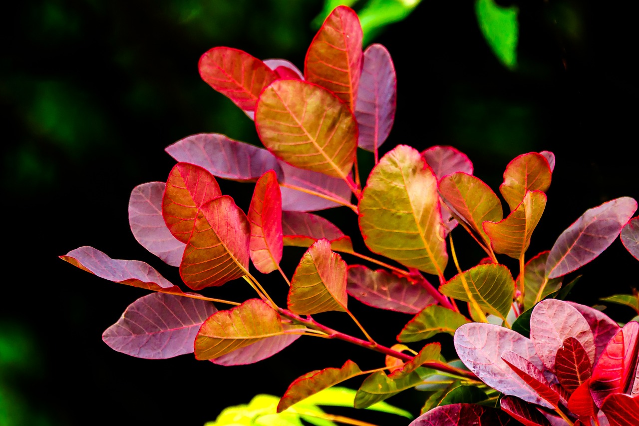 foliage red green free photo