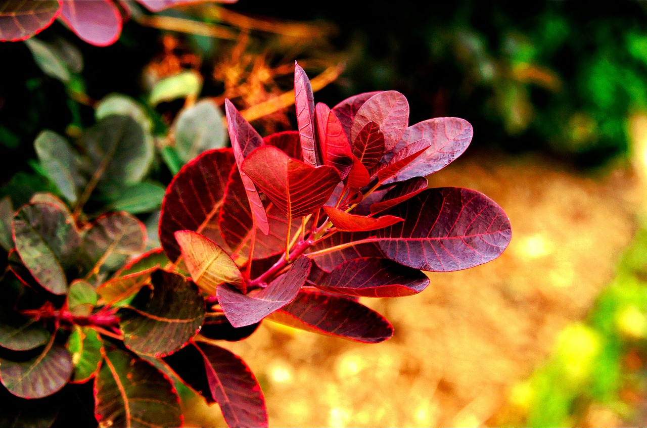 foliage red foliage and branches free photo