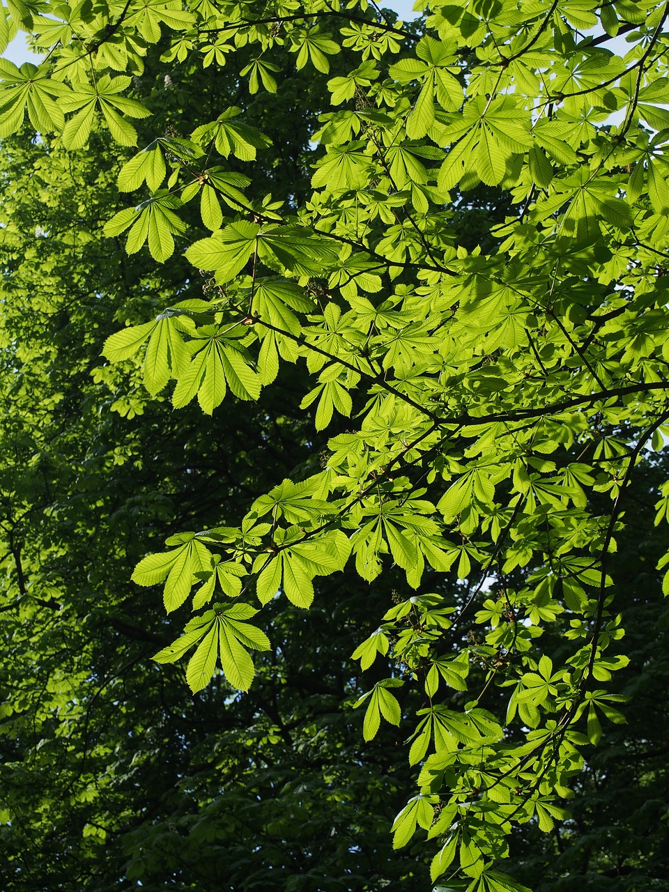 foliage tree green free photo